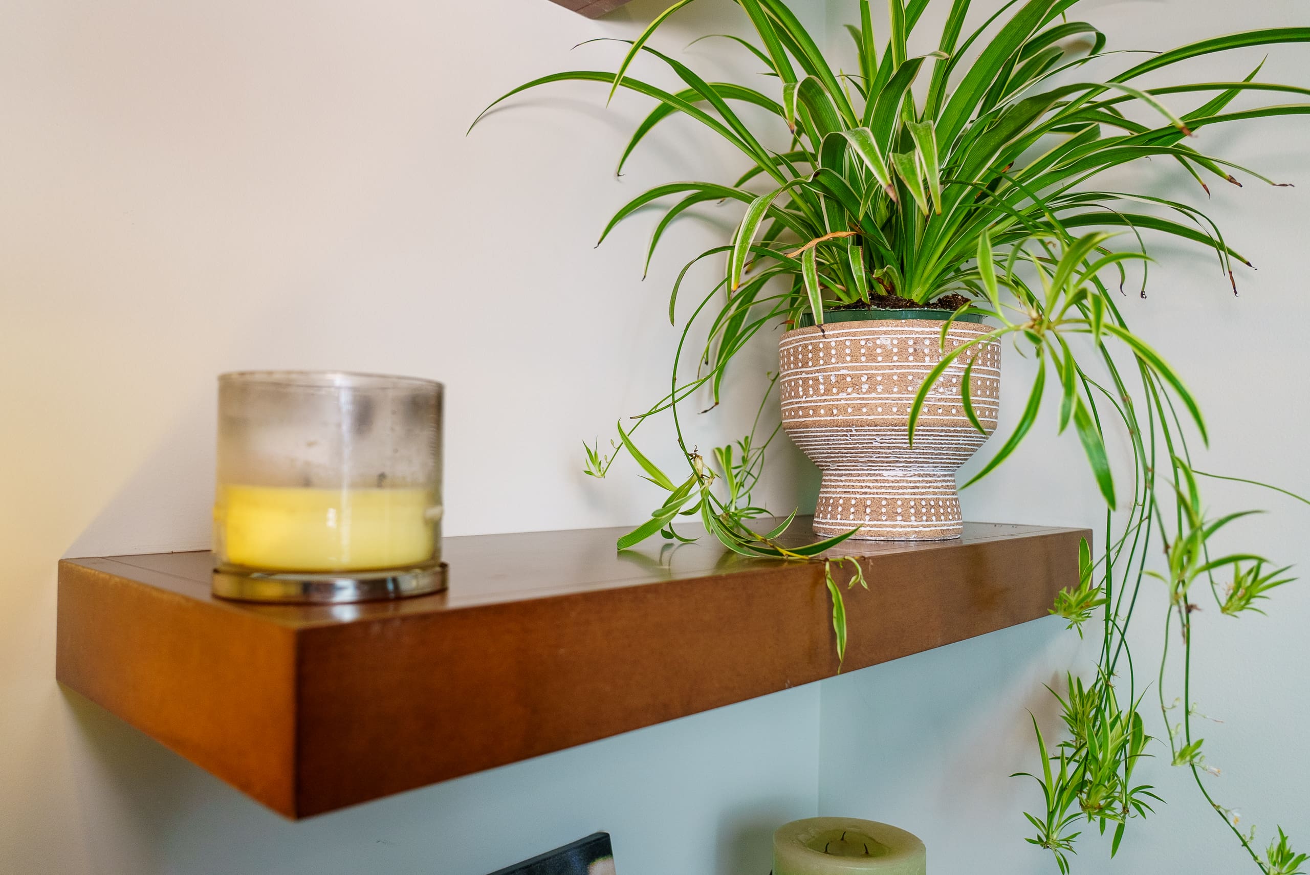 Floating shelf close-up with spider plant and candle Yarrow renovation